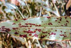 Sorghum planting: what is sorghum purple spot disease?