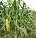 Corn planting technology: how to manage in the later stage of planting summer corn?