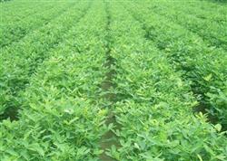 Peanut planting technology: how to manage peanut pod setting period?