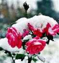 Rose culture: how to grow cold-resistant rose?