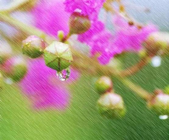 It is not a problem to have a full drink of these five kinds of flowers on rainy days.