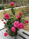 Rose culture: which rose varieties are suitable for potted plants?