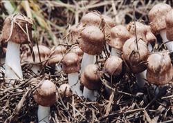 Agaricus blazei Murrill cultivation: which diseases and insect pests should be controlled when planting Agaricus blazei Murrill?