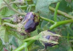 What is the cause of eggplant falling flowers and fruits?