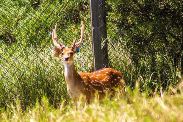 Too many sika deer also worry! Too high density affects Kenting farming forest, and scholars suggest birth control.