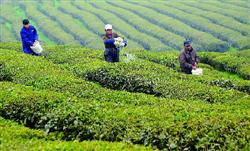 Tea planting techniques: how to fertilize the tea garden?