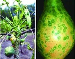 How to prevent and cure papaya mosaic virus disease?