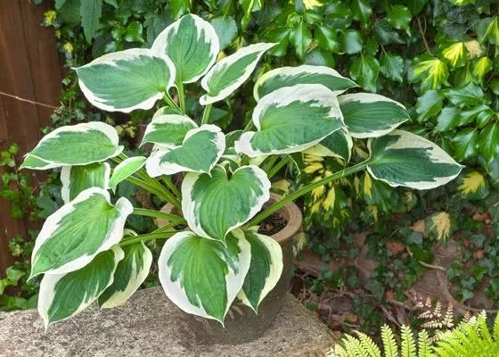 There are many varieties of hairpin flowers that can also produce fragrant flowers in the courtyard and balcony.