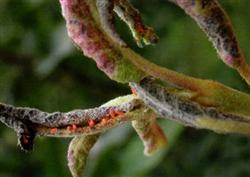 What are the methods of prevention and control of pear diseases and insect pests in winter?