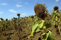 Why do sunflower seeds produce empty seeds?