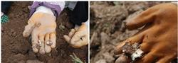 Planting technique of Pinellia ternata: what about tuber rot of Pinellia ternata?