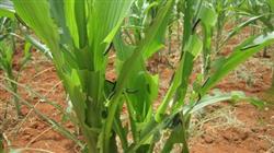 How to control the corn armyworm?