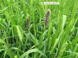 Barley planting: how to control seed-borne diseases of barley?