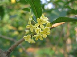 Video pictures of sweet-scented osmanthus tree planting techniques