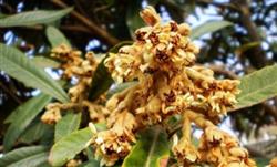 What are the diseases and insect pests in loquat florescence?