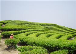 Tea tree planting techniques: how to plant tea trees?