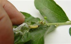 How to control the jujube armyworm?