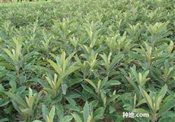 What is the characteristic of loquat tree needing fertilizer?