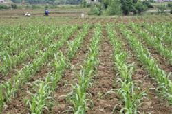 Sorghum planting: what are the temperature requirements for sorghum?