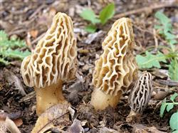 Morchella planting technology: what are the environmental requirements of Morchella?