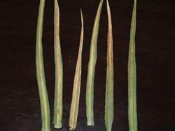 Barley planting: how to control barley stripe disease?