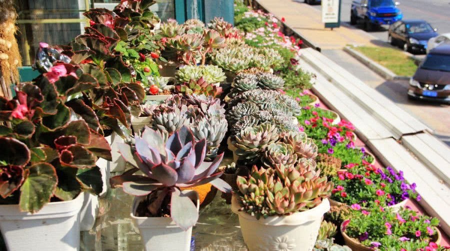 A small windowsill succulent garden is quite beautiful, don't you believe? We'll see.