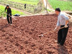 Sweet sorghum planting technology: how to manage sweet sorghum?