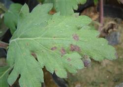 Chrysanthemum planting techniques: what diseases and insect pests need to be controlled when planting chrysanthemums?