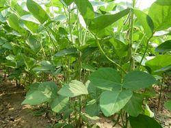 Soybean cultivation: what is the use of picking the heart of soybean?