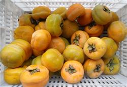 How to ripen persimmons quickly?