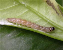 Chrysanthemum planting technique: how to control cotton bollworm by planting chrysanthemum?