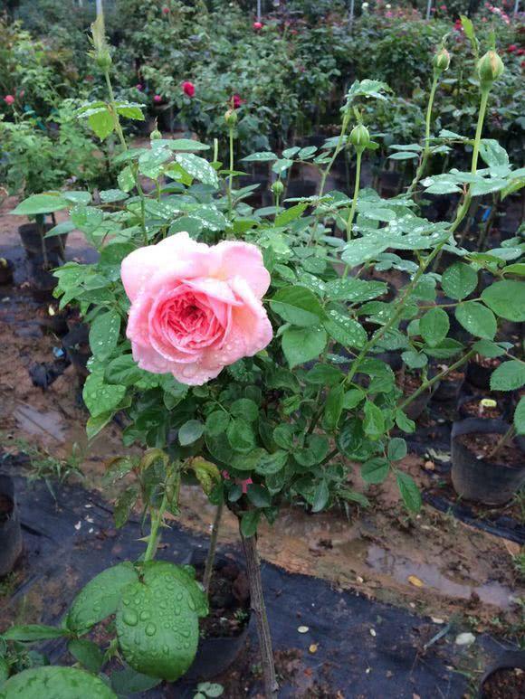 This method of rose grafting will be easy to understand at first glance.