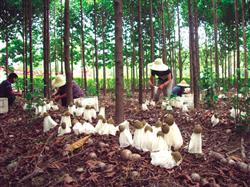 Dictyophora planting: how can Dictyophora grow high yield?