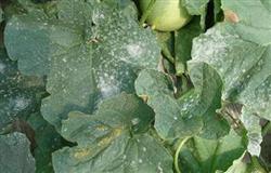 How to control powdery mildew in cantaloupe planting?