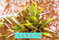 Barley planting: what is the harm of barley yellow mosaic disease?