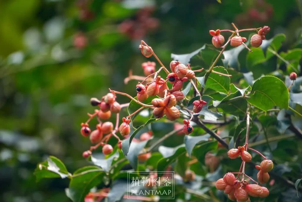 Red fruit can hang for half a year