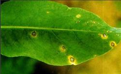 Planting of Radix Isatidis: how to control diseases and pests of Radix Isatidis?