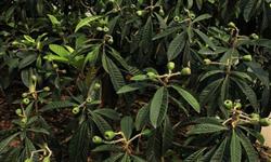 How to make loquat trees bear more fruit?