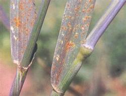 Barley planting: how to control barley leaf rust?