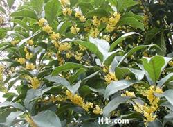 What method can make sweet-scented osmanthus trees blossom early?