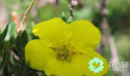 I'll take you to know the flowers on the Qinghai-Tibet Plateau.