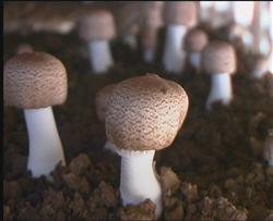 Cultivation of Agaricus blazei Murrill: how does Agaricus blazei Murrill accelerate bud?