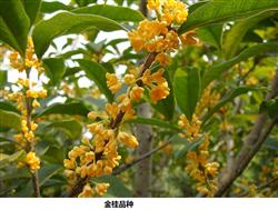 When does the sweet-scented osmanthus tree blossom?