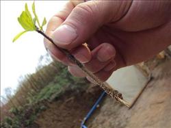 How to raise seedlings of pomegranate trees?