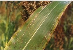 Sorghum planting: what is sorghum bacterial red streak?