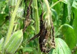 Sesame planting: how to prevent and cure bacterial wilt in white sesame?