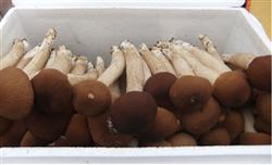 Pleurotus ostreatus cultivation: how to grow Pleurotus ostreatus with high yield?