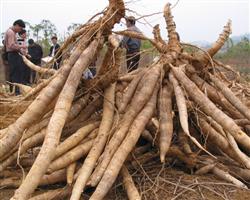 Cassava cultivation: how can cassava be planted with high yield?