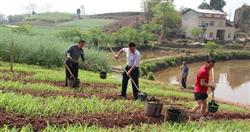 Sorghum cultivation: What is the role of water in various stages of sorghum growth?