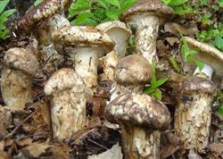 Cultivation of Agaricus blazei Murrill: how to control mites by planting Agaricus blazei Murrill?